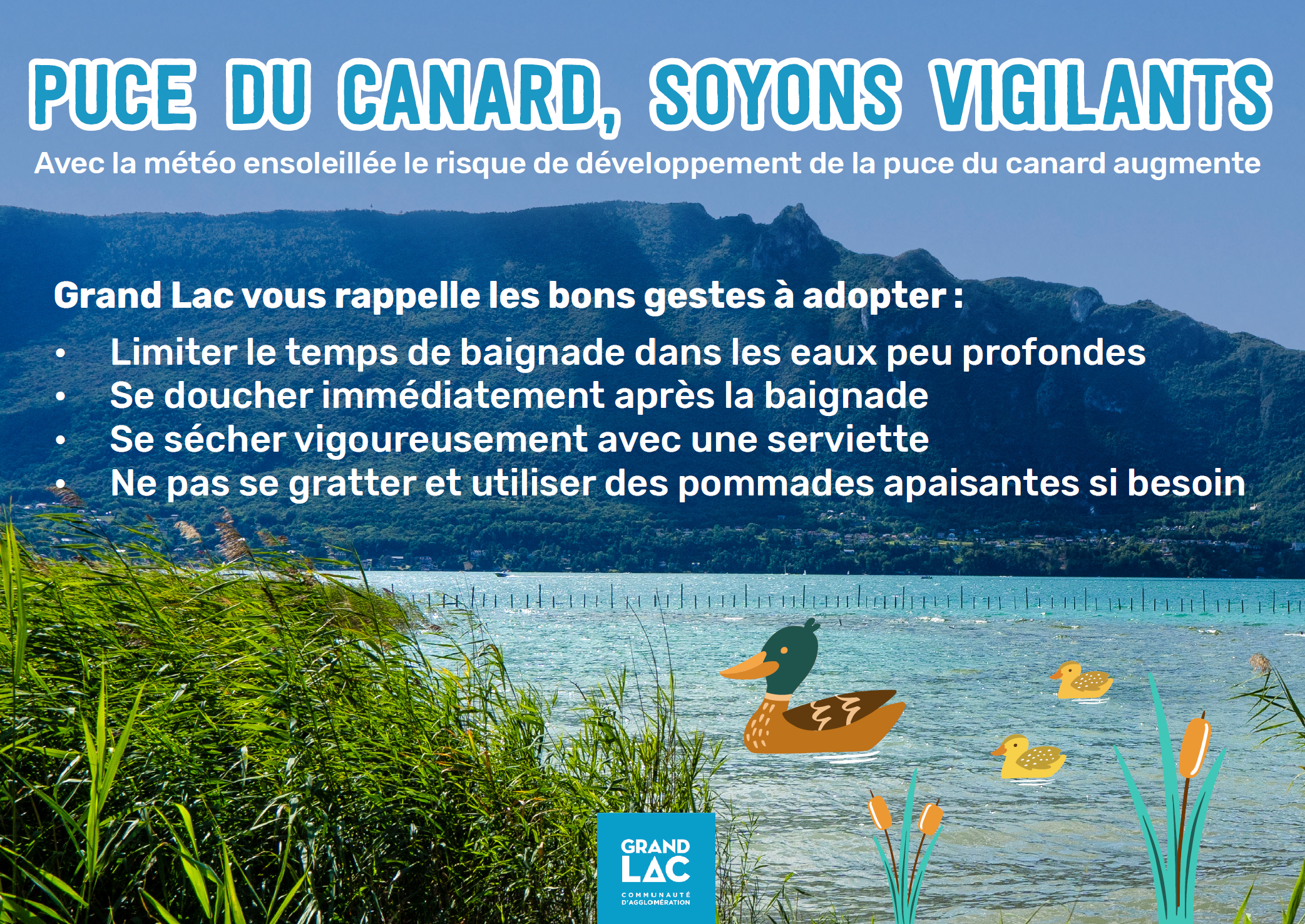 Puce de canard.